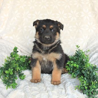 Tucker