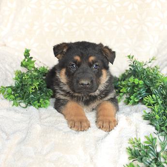 Tucker