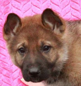 Tucker