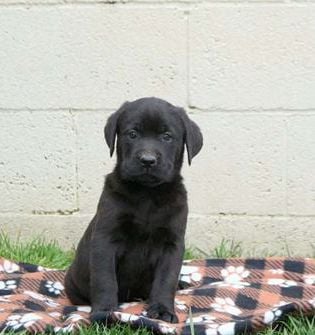 Tyson