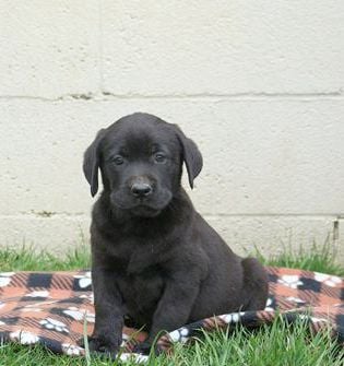 Tyson