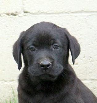 Tyson