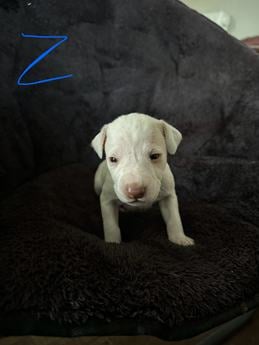 Zeus