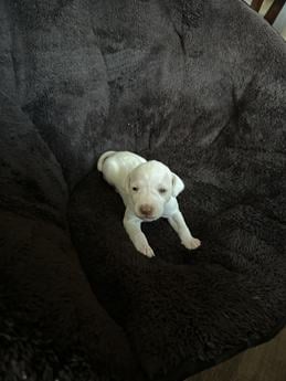 Zeus