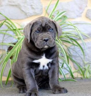 Axel