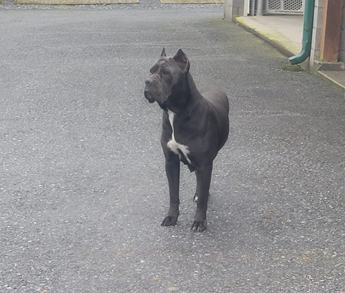 Axel