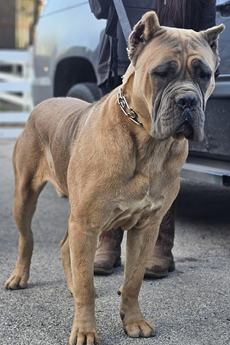 Axel