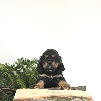 Banjo