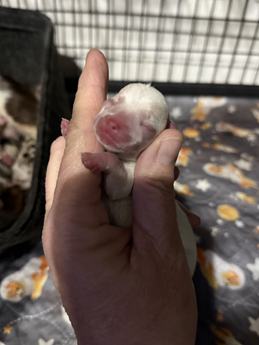Boq