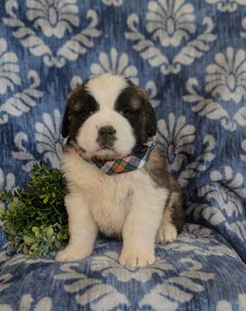Braeden Akc Reg