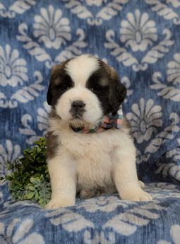 Braeden Akc Reg