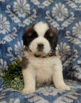 Braeden Akc Reg