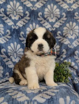 Braeden Akc Reg