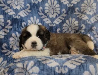 Braeden Akc Reg