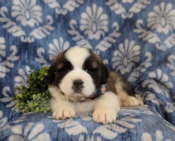 Braeden Akc Reg