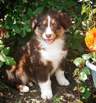 Bruno
