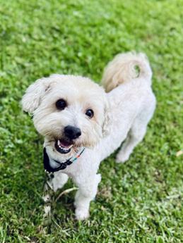 Buddy