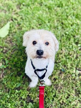 Buddy