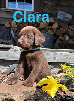 Clara