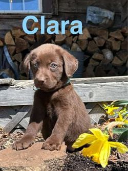 Clara