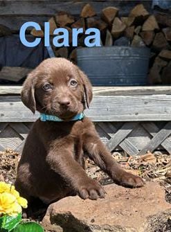 Clara