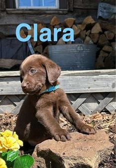 Clara