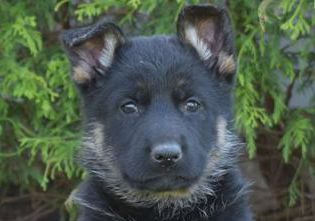 Delilah