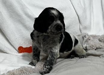 Duke