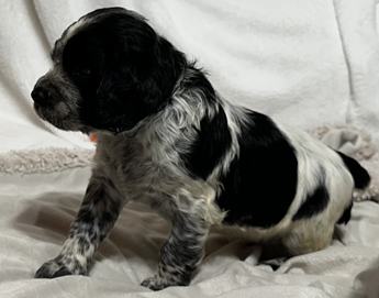 Duke