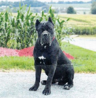 Dutchess