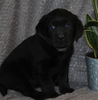 Ember