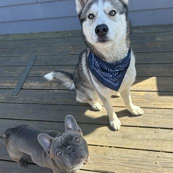 Neiko - Puppy Area