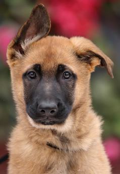 Nova Von Xena - Puppy Area