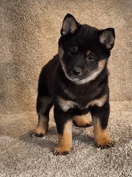 Ranger
