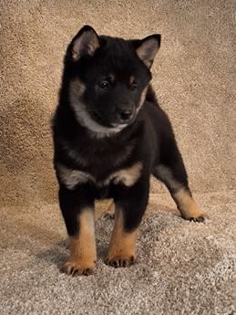 Ranger