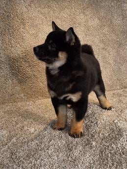 Ranger