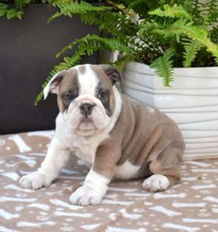 Roxy