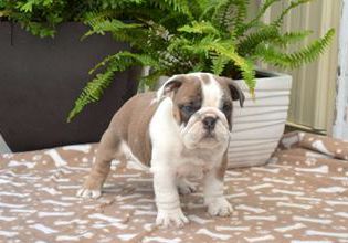 Roxy