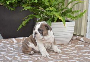 Roxy