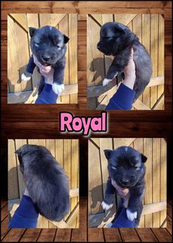 Royal