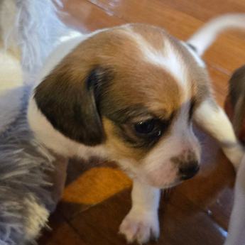 Wednesday Queen Elizabeth Pocket Beagle