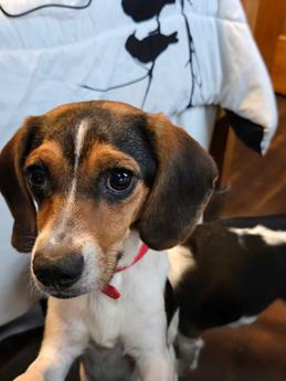 Wednesday Queen Elizabeth Pocket Beagle