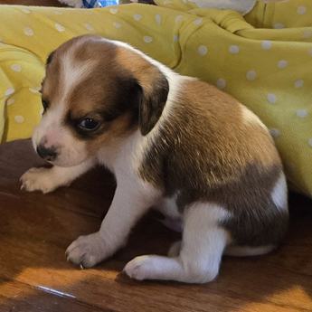 Wednesday Queen Elizabeth Pocket Beagle