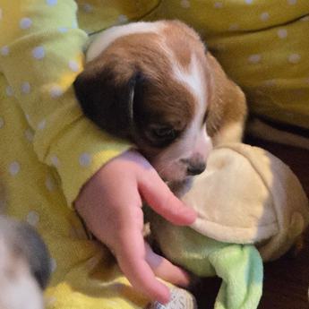 Wednesday Queen Elizabeth Pocket Beagle