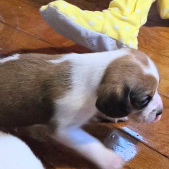 Wednesday Queen Elizabeth Pocket Beagle