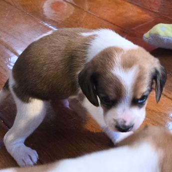 Wednesday Queen Elizabeth Pocket Beagle