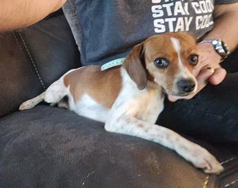 Wednesday Queen Elizabeth Pocket Beagle