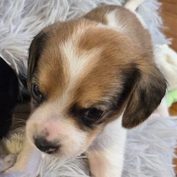 Wednesday Queen Elizabeth Pocket Beagle
