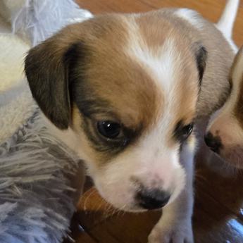 Wednesday Queen Elizabeth Pocket Beagle