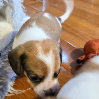 Wednesday Queen Elizabeth Pocket Beagle